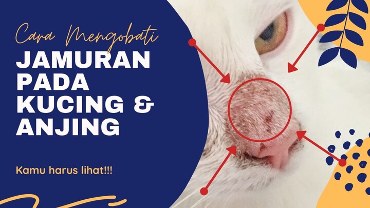 Cara Mengobati Jamuran pada Kucing dan Anjing