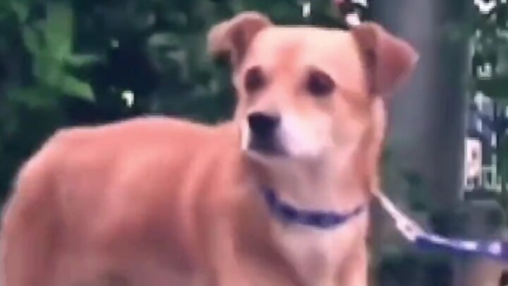 A little dog never lies—it just loves you with fiery, genuine devotion.