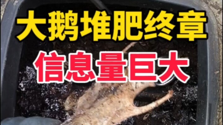 The goose is composted after 22 days, and animal composting is truly addictive!