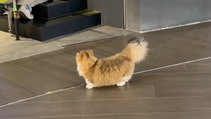 I think I really have a koi cat? Let’s all make a wish together ~ maybe it will come true # cutepetd