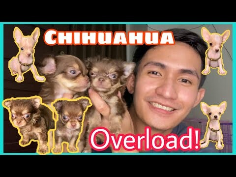CHIHUAHUA PUPPIES OVERLOAD | SUPER MARCOS VLOGS