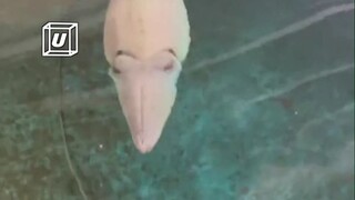 Kehidupan sehari-hari memelihara cumi-cumi peliharaan. Saya pikir videonya hangat sebelum saya menon