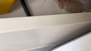 لم يكن هناك أحد في المنزل طوال اليوم، وعندما عدت للتو، لم أتوقع أن تلد بهذه السرعة #ولادة القطة #ولا