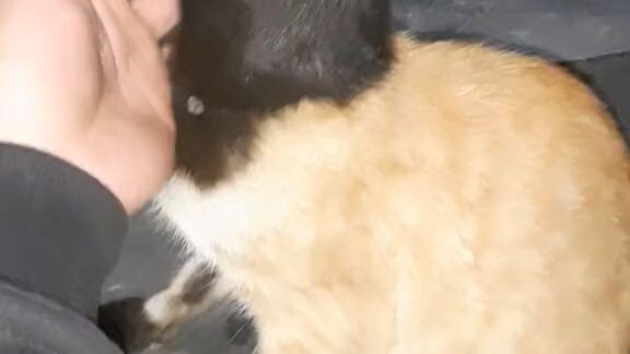 cosplay jadi maling 🤣