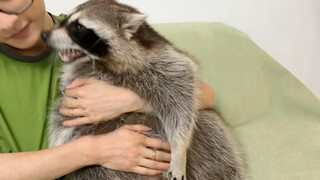 Rakun yang sangat gemuk