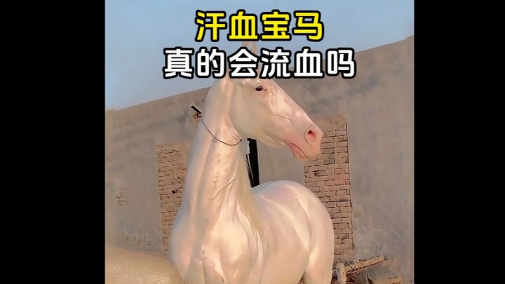 Do Akhal-Teke horses really bleed?