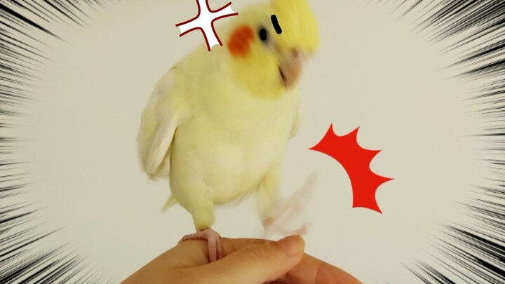 Tes kepribadian burung beo dengan menyentuh kakinya, UP nekat pertaruhkan nyawa untuk menyentuh 4 ek