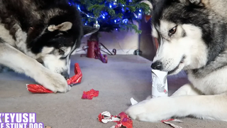 Huskies เปิดของขวัญคริสต์มาสให้กัน!