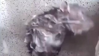 Nothing to see here just a rat taking a bath(Go on)