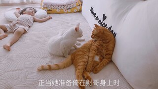 The newly adopted kitten slept on the bed for the first time—only to get beaten up by the resident c