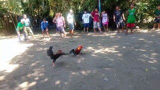 🐓