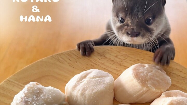 صندوق هدايا المحار لزوجيّ القضّاعات