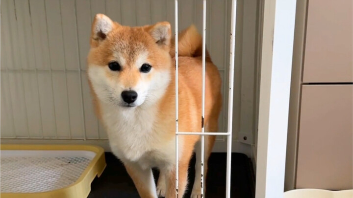 My dog only swears by 100% pure clips now—I’m about to puke from clipping him so much!