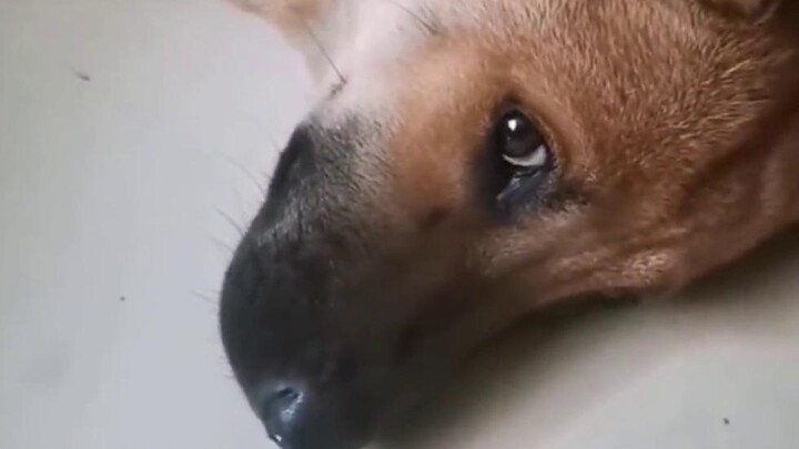 Anjing: Aku anjing jalanan, bukan perampok