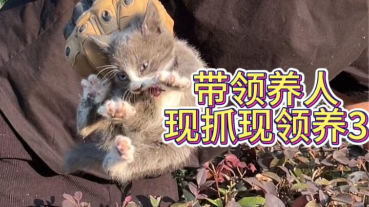 Lead the way to adopt a kitten for free!