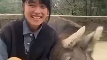 pet