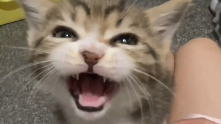 Why Is This Kitten Making So Much Noise?