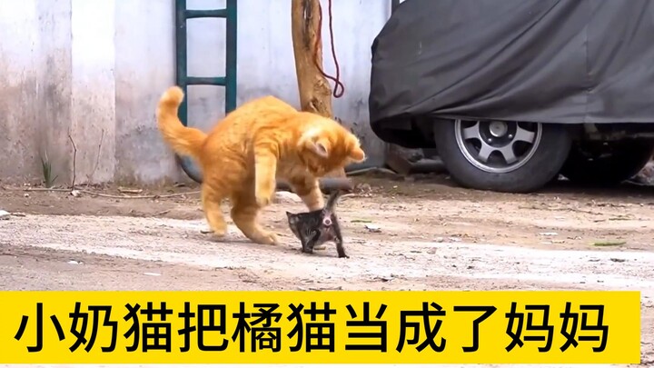 小奶猫把橘猫当成了妈妈，不停靠近渴望得到关爱，却屡屡被拒。