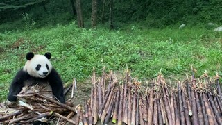 Cute Panda Listening to the Rain