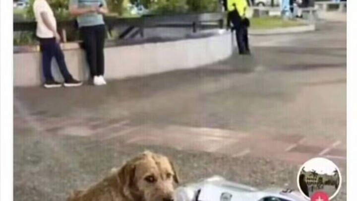 Chó lớn chó lớn máy nhai