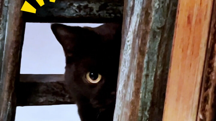 Stay tuned for Suísuì’s performance in this short drama! Oops, I ended up filming a short drama with