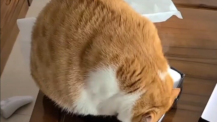 Fate Plays Tricks on the Big Fat Cat