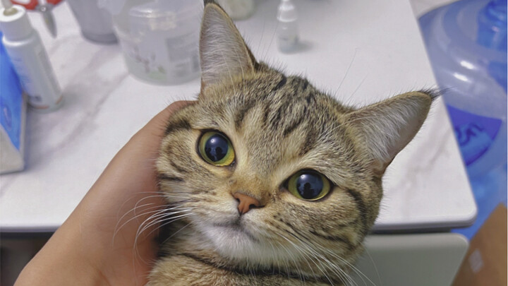 Chỉ nói về chuyện quên cho mèo ăn dịp Tết lớn thôi!!!