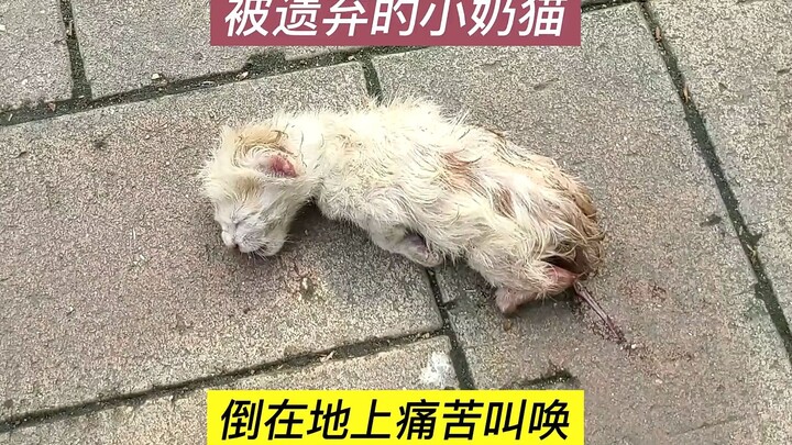 Anak kucing yang ditinggalkan ibunya sejak lahir, setelah diadopsi selama 2 bulan, ia berubah menjad