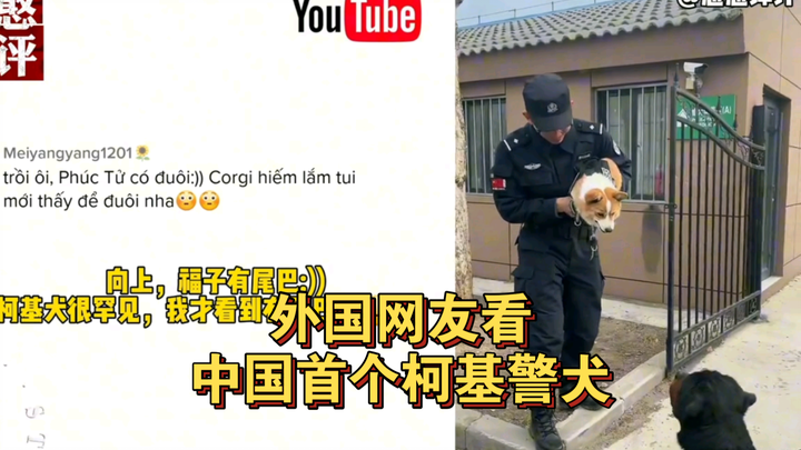 China’s first corgi police dog, Fuzai, has officially started duty and gone viral overseas! Foreign 