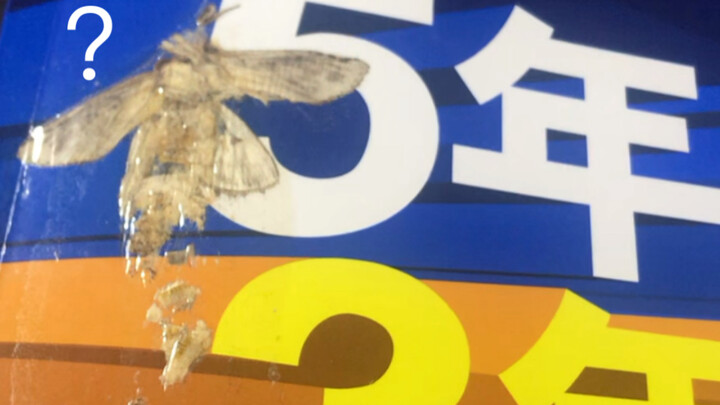 New concept insect amber