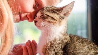 Cute Cats Fell In Love With Their Owner -  Best Relationship Ever!!