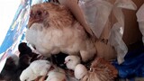 Newly-hatched Native Chicks