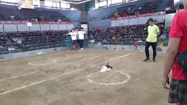 roligon aka kuba