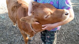 Peliharaan Imut|Berteman dengan Anak Sapi