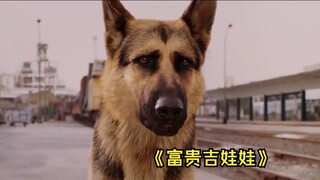②身价过亿的狗子不幸沦落街头，踏上冒险之旅《富贵吉娃娃》