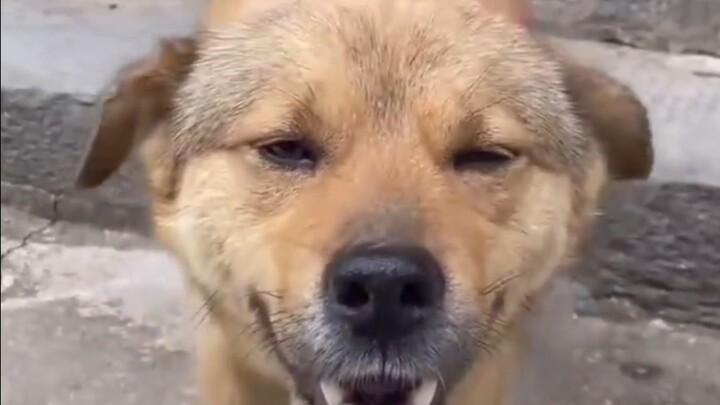 Anak anjing di rumah teman sangat manis, sekilas sudah terlihat tidak akan menggigit orang
