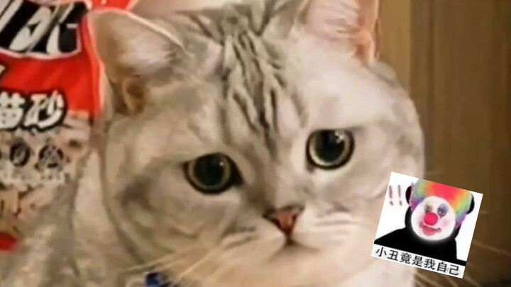 Cat: I won the match, but lost my girlfriend—who would’ve guessed the clown was actually me!