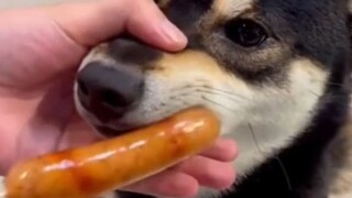 “狗狗的痛，没人能懂！”