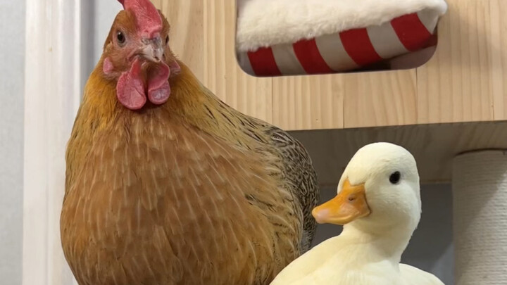 Cat: Know when you’re full and not hungry—just head home when it rains.