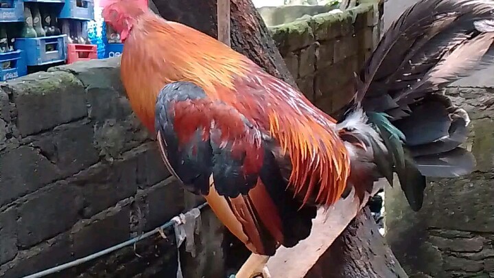yan yung mga manok ko mga lodi