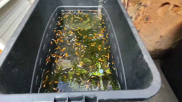 Mini fish farm ❤️ #BiliBili