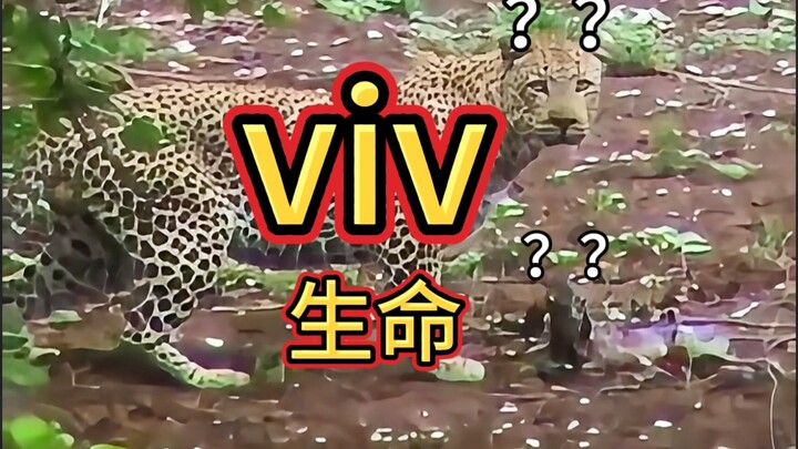 Akar kata viv, hafal seketika lima kosakata inti untuk ujian pascasarjana!