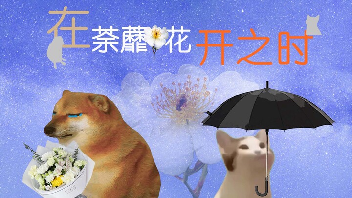 Cheems【在荼蘼花开之时】