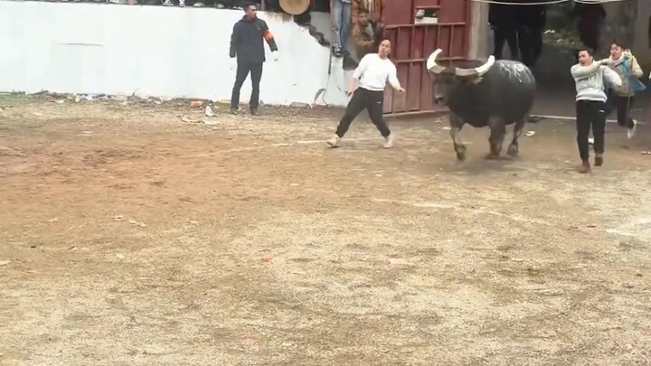 Locals said they even downed some baijiu to steel their nerves.