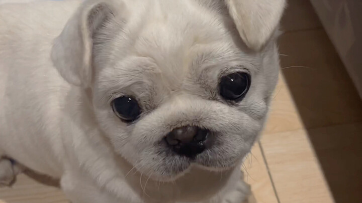 Ông lão nhỏ câu nào cũng đáp lại