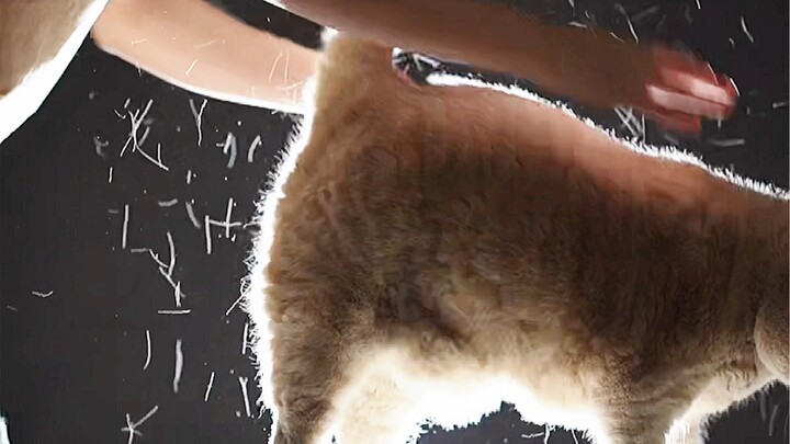 อ่า คุณเคยเห็นหิมะในฤดูใบไม้ผลิไหม…