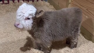 "Ornamental Companion Animals - Calf"