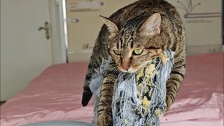 ตอนต่อไปของเก้าอี้ที่มีผู้ชม 1 ล้านคนทั่วทั้งอินเทอร์เน็ต