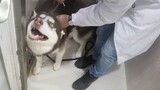 [Dogs] Taking Husky To Vet For Injections