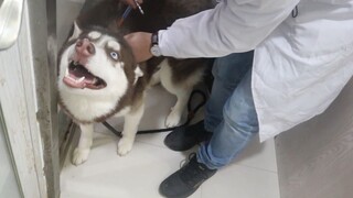 [Dogs] Taking Husky To Vet For Injections